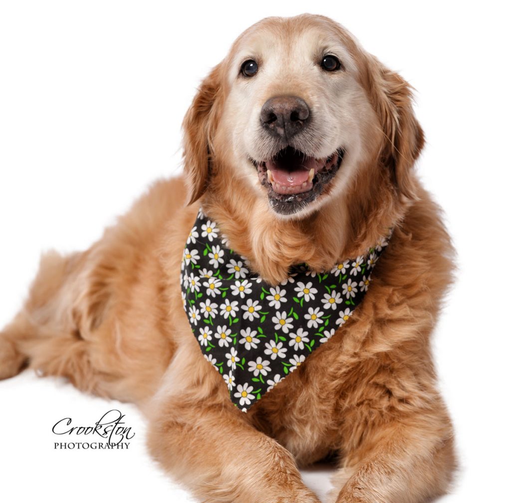 Pet Therapy Day is on July 24!